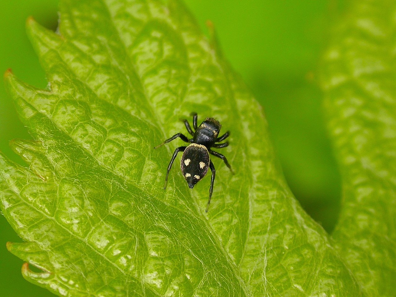 Heliophanus apiatus